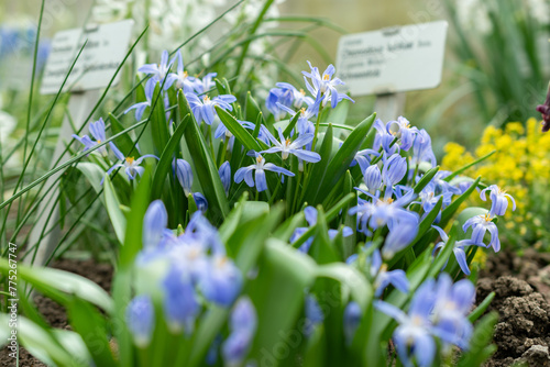 Luciles glory of the snow or Chionodoxa Luciliae flowers in Saint Gallen in Switzerland photo