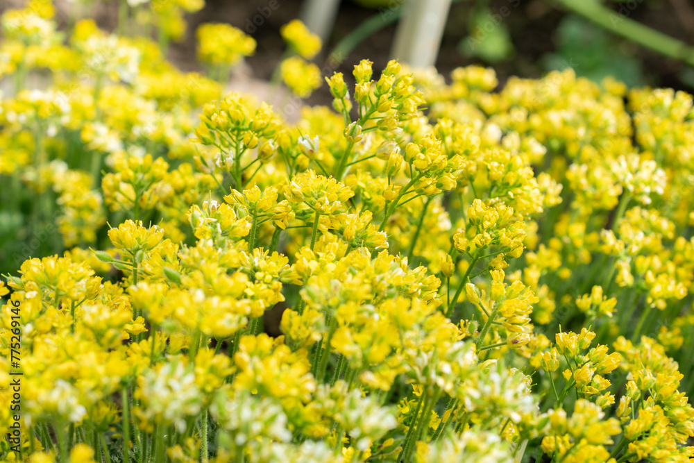 Obraz premium Draba Parnassica flowers in Saint Gallen in Switzerland