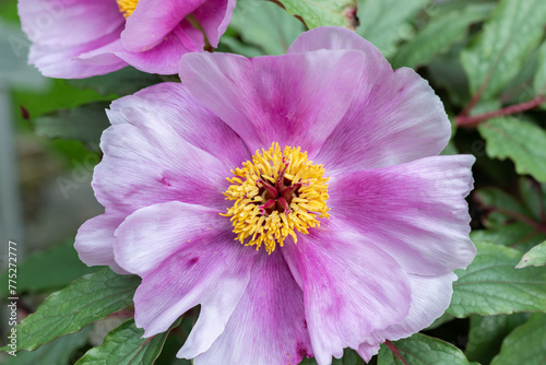 Balearic peony or Paeonia Cambessedesii plant in Saint Gallen in Switzerland