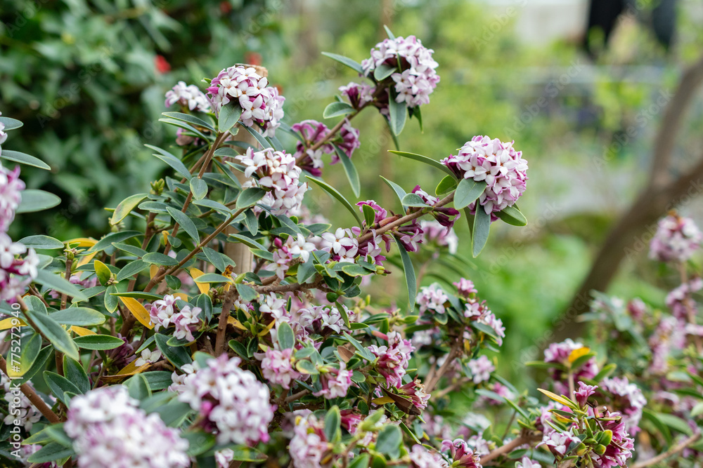 Daphne Tangutica plant in Saint Gallen in Switzerland Daphne Tangutica plant in Saint Gallen in Switzerland