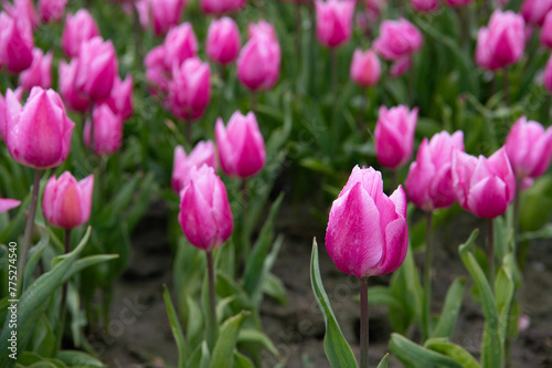 Tulip fields in April. Spring in the Netherlands  the famous Dutch tulip fields. Fuchsia pink tulips.