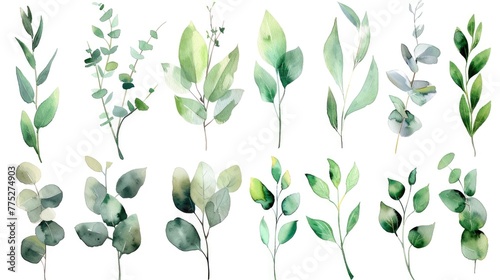 A beautiful set of watercolor green leaves and branches. Perfect for nature-themed designs #775274903