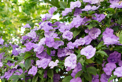 Manac or Brunfelsia Uniflora plant in Saint Gallen in Switzerland photo