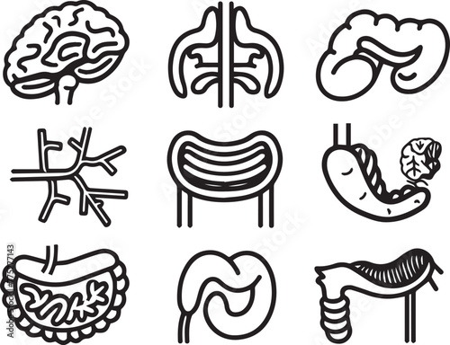 Human digestive system anatomy line icon on white background