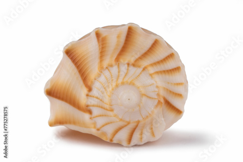 Seashell isolated on white background