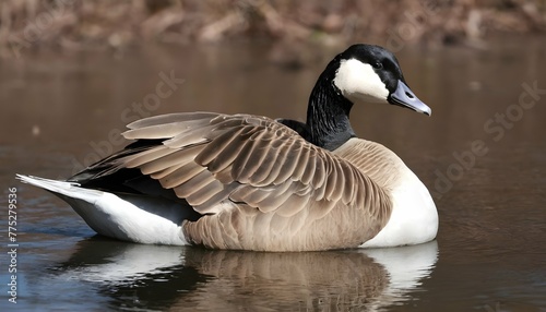 a-goose-with-its-wings-tucked-in-resting-upscaled