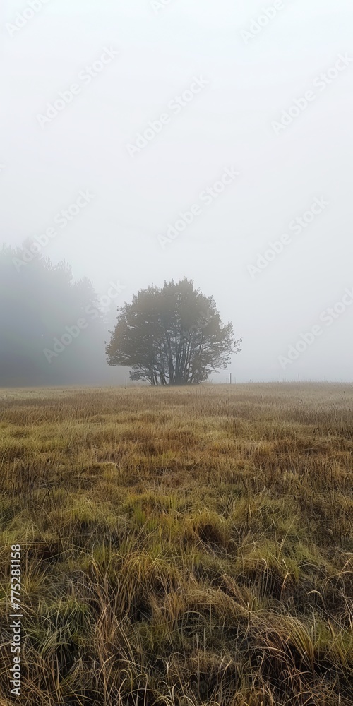 fog in the field landscape.