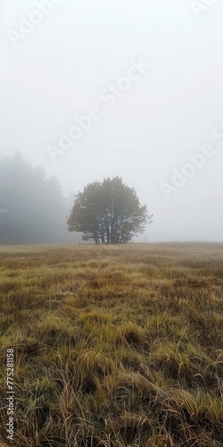 fog in the field landscape.