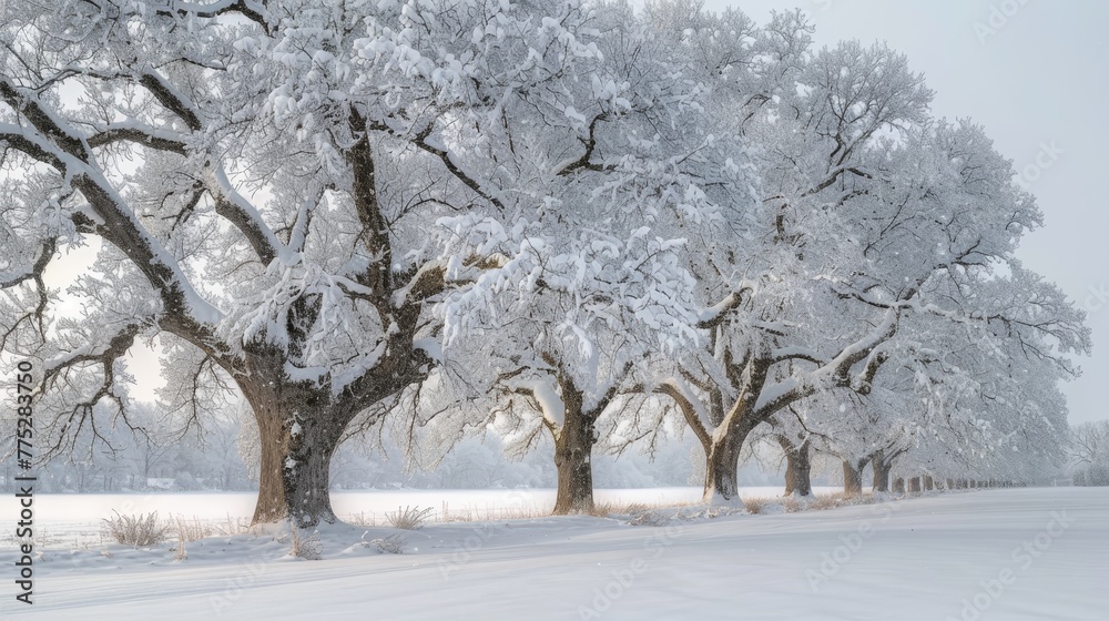 A line of snow-covered trees in a snow-filled field with a faint layer of snow on the ground A line of snow-covered trees in a snow-filled field with a faint layer of snow on the ground
