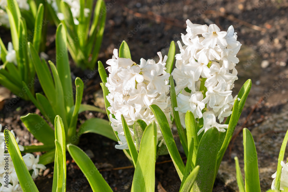 Hyacinthus Orientalis flowers in Saint Gallen in Switzerland Hyacinthus Orientalis flowers in Saint Gallen in Switzerland