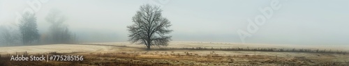 fog in the field landscape.