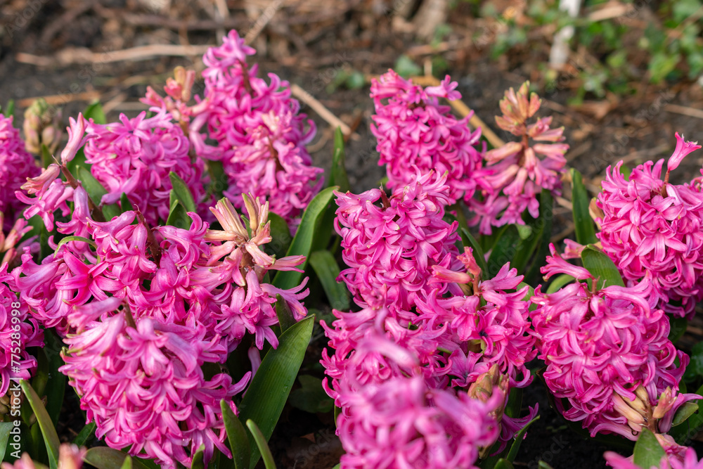 Hyacinthus Orientalis flowers in Saint Gallen in Switzerland