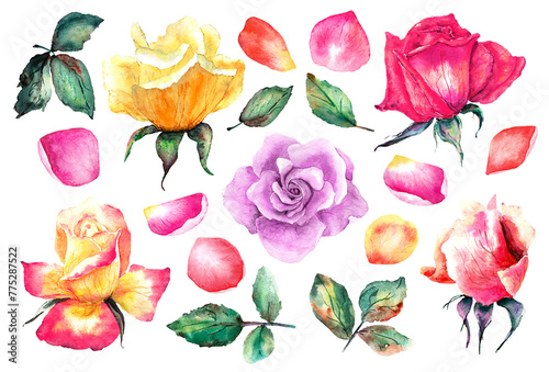 Hand drawn set with isolated rose buds, leaves and petals