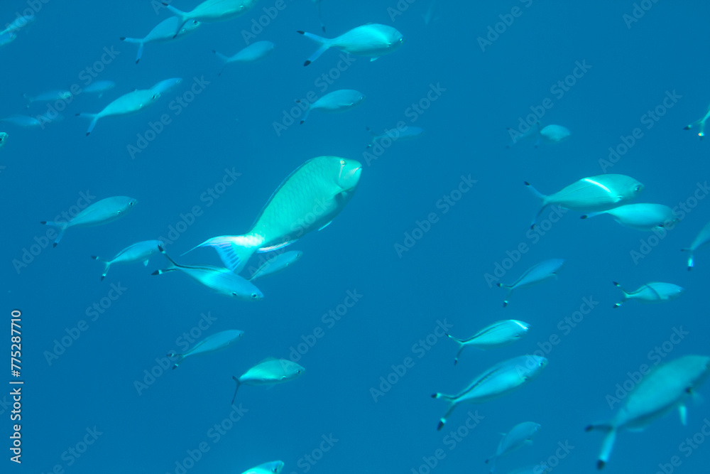 sea fish swims in the depths sea fish swims in the depths