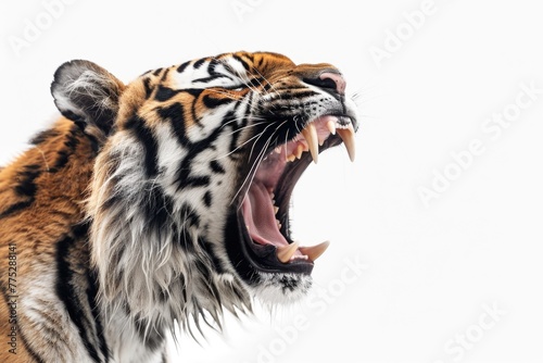 Close-up of a tiger with its mouth wide open. Suitable for wildlife and nature concepts