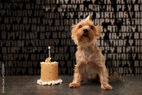 Yorkshire Terrier with a birthday hat and a cake birthday 
