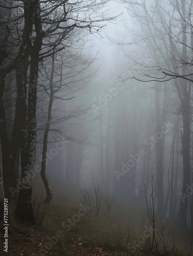 fog in the forest landscape.