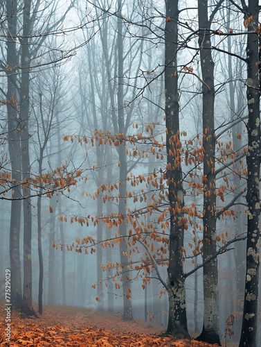 fog in the forest landscape.