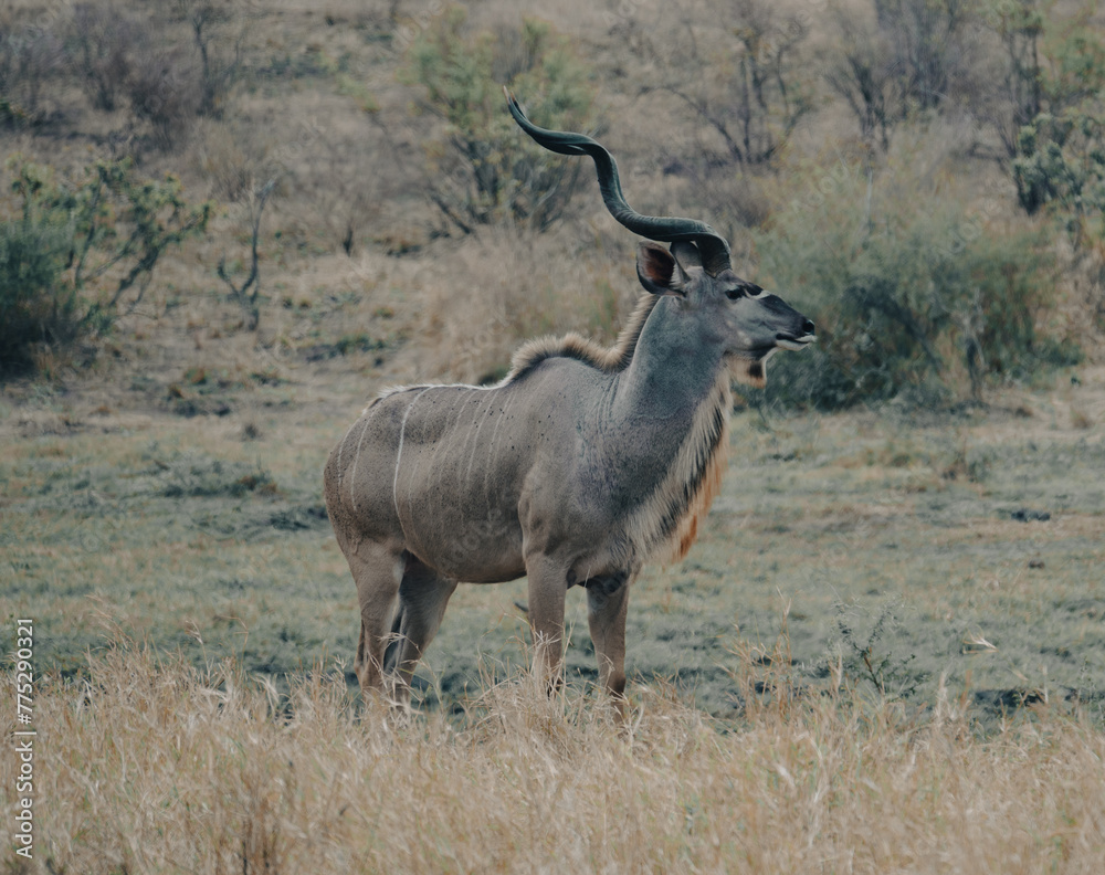 Fototapeta premium Kudu Antelope Bull at the Kruger national Park