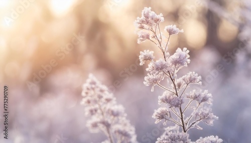 delicate openwork flowers in the frost gently lilac frosty natural winter background beautiful winter morning in the fresh air banner free space for inscriptions © joesph