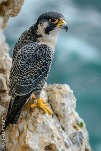 A bird perched on a rock near the ocean. Suitable for nature and wildlife themes