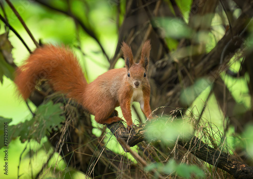 Red squirrel ( Sciurus vulgaris ) close up