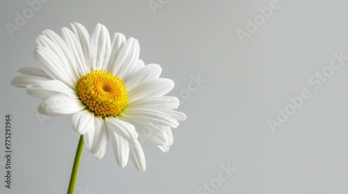 Daisy flower in bloom with white petals and yellow center on a clean background