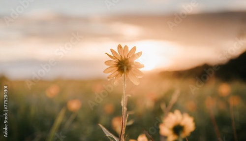 gorgeous yellow flower at sunrise in summer