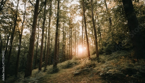 scary green dark forest nature professional photography