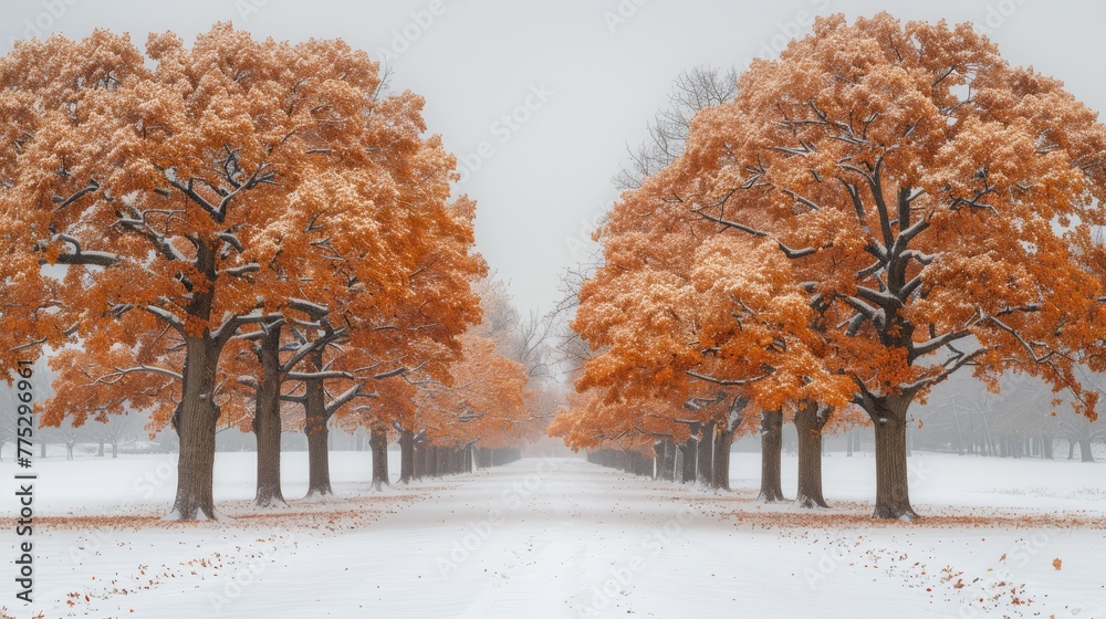 A snow-covered park with orange leaf trees lining a row A snow-covered park with orange leaf trees lining a row