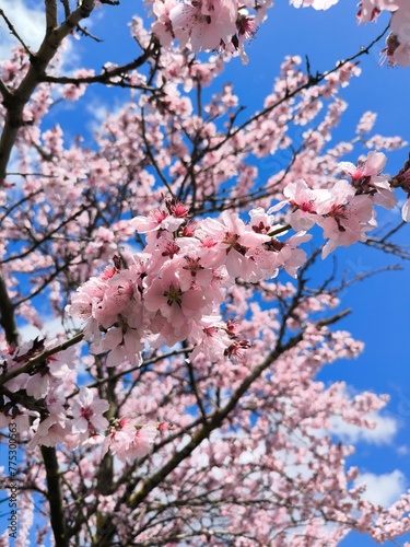 pink cherry blossom
