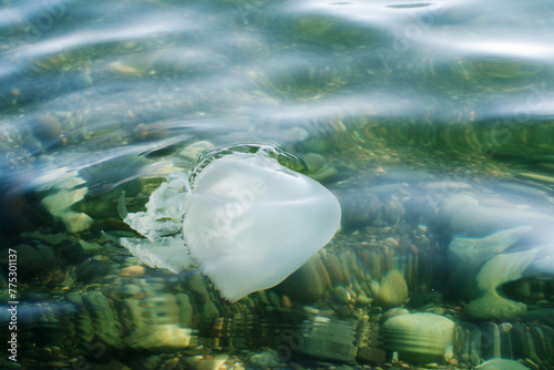 Cornerot jellyfish (Rhizostoma pulmo) in the black sea close-up photo