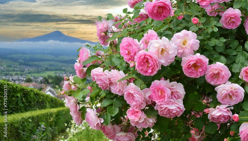 Fototapeta premium pink flowers in the field