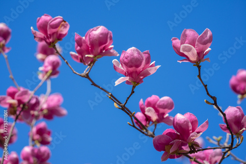 Spring pattern with blossom brunch of Magnolia. Blossom magnolia flower. Magnolia tree blossom with sky on background.