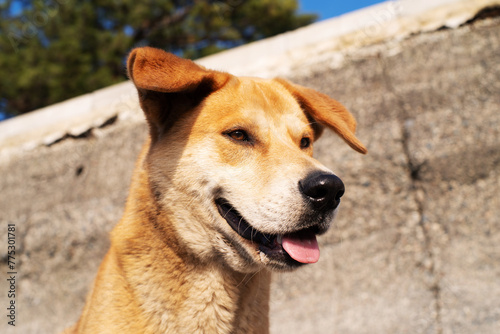 Close-up portrait of a red stray dog. Homeless street animals.