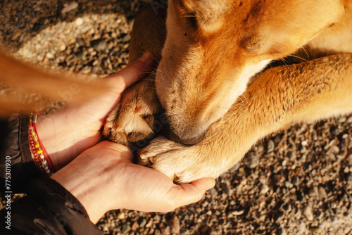 Paws of a red dog and female hands close-up. Conceptual image of friendship, trust, love, help between man and dog