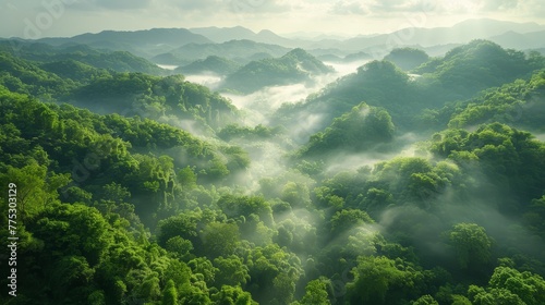   A forest brimming with verdant trees, distant mountains shrouded in mist, and low-lying clouds in the foreground © Anna