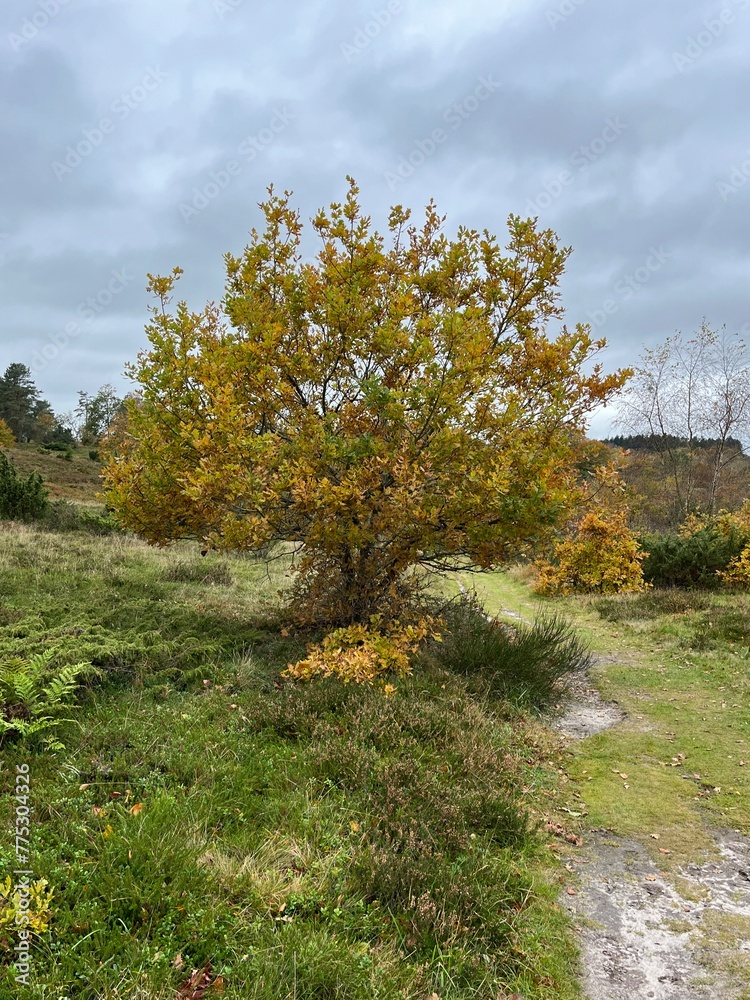 Fototapeta premium autumn in the forest