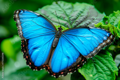 Beautiful Blue Morpho butterfly rests among the foliage of a garden