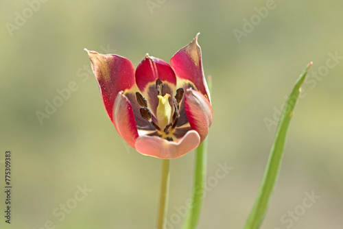 Aegean tulip (Tulipa agenensis) on limestone hill in a pine forest in Mediterranean Sea region photo