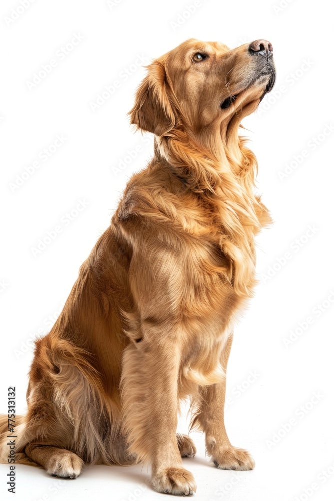 A brown dog sitting on a white surface, suitable for various pet-related projects