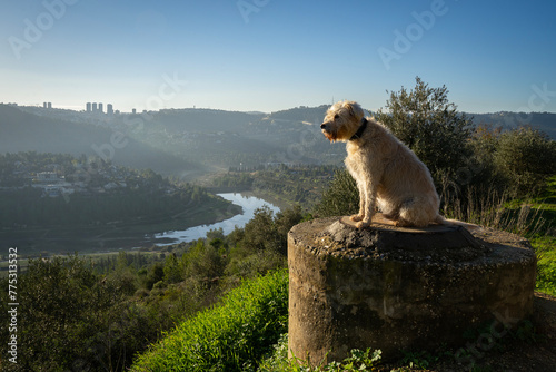 A Dog on a Manhole Cover Overlooking a Mountain Landscape