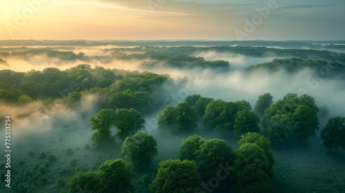  Aerial view of foggy forest with trees in foreground and setting sun in background