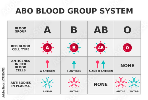 ABO blood group system. Blood groups with anitigens and antibodies. Diagram showing red blood cells. Medical science education. Possible combinations for transfusion explanation. Vector illustration. 