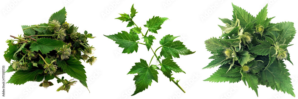 Collection of nettle on a transparent isolated background. PNG - obrazy, fototapety, plakaty 