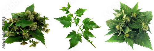 Collection of nettle on a transparent isolated background. PNG