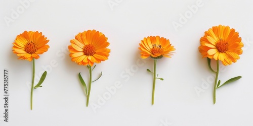 Bright orange flowers arranged neatly on a clean white background. Suitable for various floral themes and concepts
