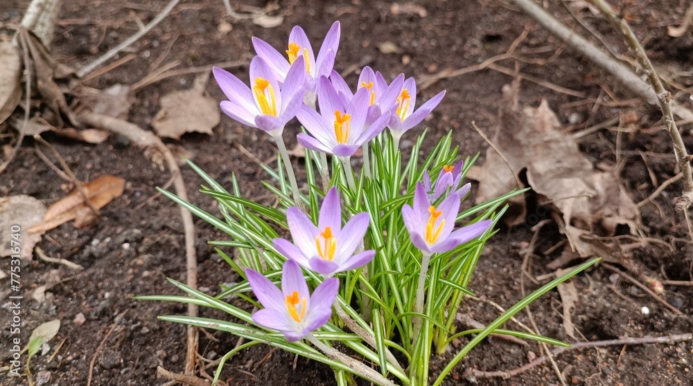 Obraz premium spring crocuses