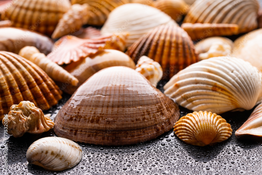 Wet sea shells. Sea shells on black background. Beautiful sea shells close up.