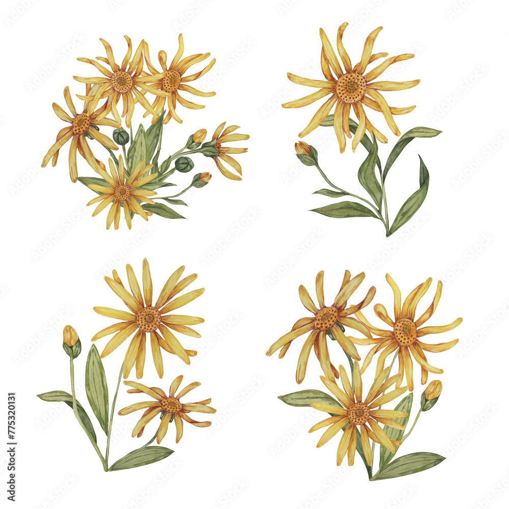 Set of arnica plant groups, bouquets in watercolor. hand drawn ...